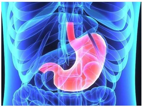 腸道中的有益菌群真的是大腦健康的關鍵嗎？