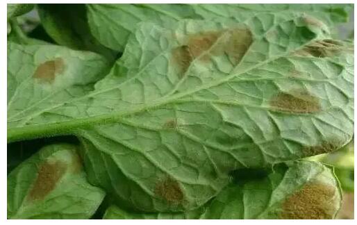 作物細菌性、真菌性等各類病害的主要特征及區(qū)分方法