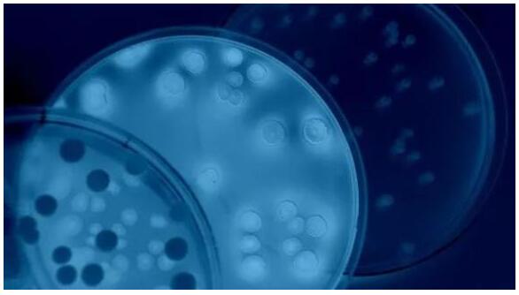 “改造細(xì)菌”以保護(hù)腸道中的天然微生物群