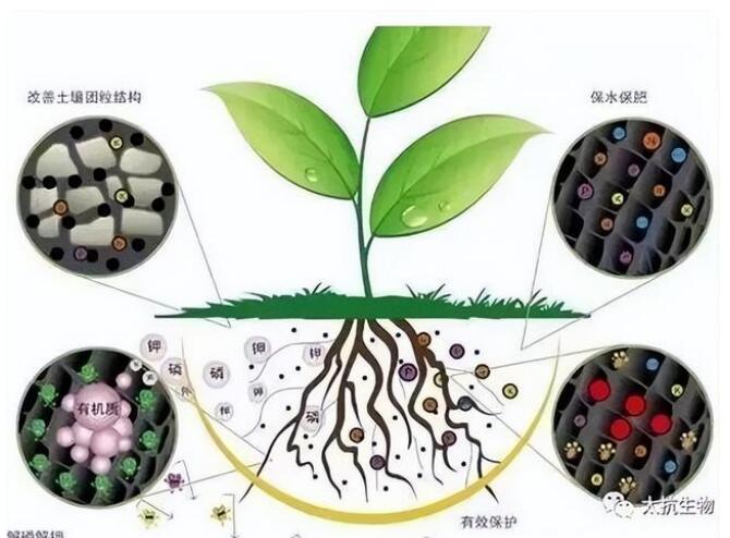 土壤微生物在作物生長(zhǎng)過(guò)程中具體起著怎樣的作用？