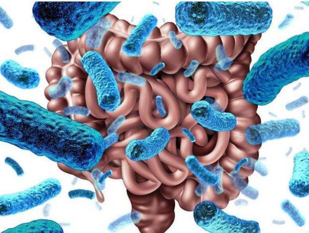 新工程菌保護(hù)腸道微生物免受侵害