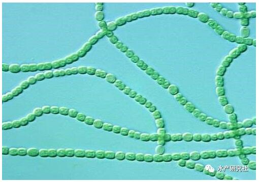 詳解藻類、浮游植物、浮游動(dòng)物以及微生物是怎樣形成的