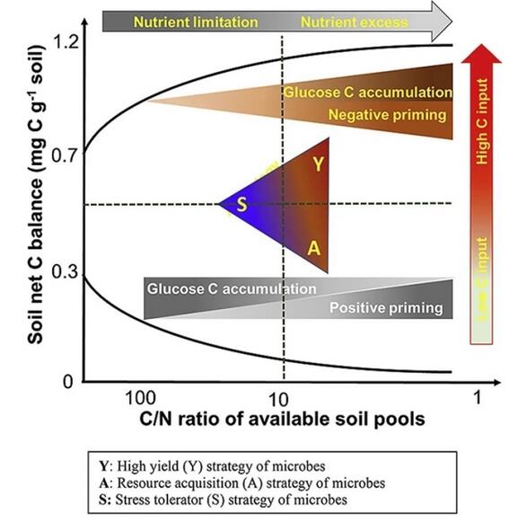 研究揭示微生物生活策略對激發(fā)效應(yīng)和土壤碳平衡的化學(xué)計(jì)量調(diào)節(jié)機(jī)制