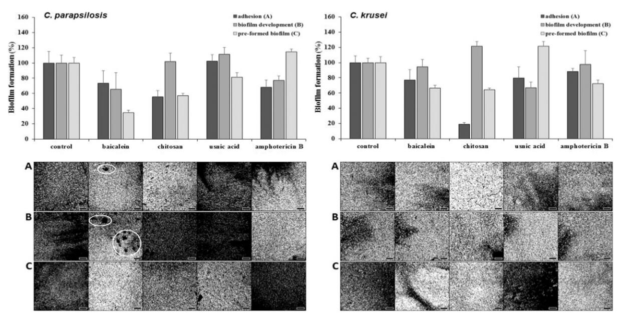 應(yīng)用細(xì)胞成像分析裝置評價(jià)黃芩甙元、殼聚糖和念珠菌和地衣酸對假絲酵母菌和克魯斯假絲酵母菌中生物膜的影響