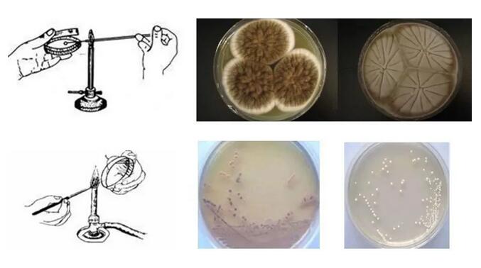 微生物檢測基礎(chǔ)知識大全！