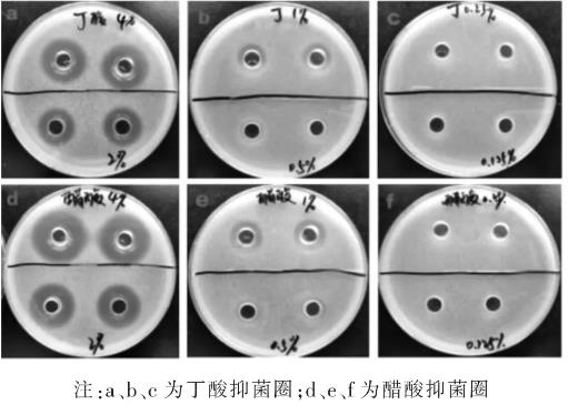 不同濃度的醋酸、丁酸對大腸桿菌生長曲線的影響