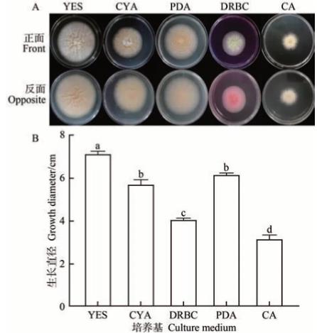 不同培養(yǎng)基、時(shí)間下硫色曲霉的生長(zhǎng)情況