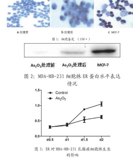 ER陰性的人乳腺癌細(xì)胞MDA-MB-231生長(zhǎng)曲線