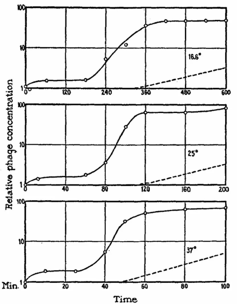 大腸埃希菌T2噬菌體的一步生長(zhǎng)曲線實(shí)驗(yàn)