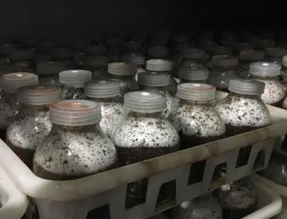 食用菌生長(zhǎng)曲線與生長(zhǎng)環(huán)境條件