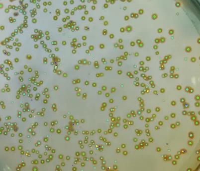 細(xì)菌生長(zhǎng)溫度影響因素分析