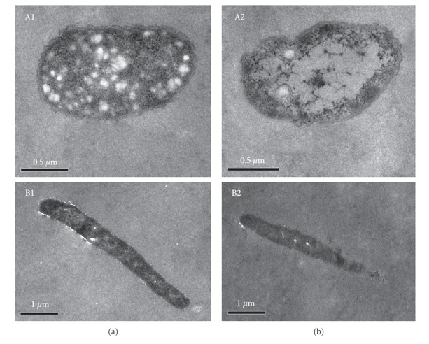 瑞香素對(duì)熒光假單胞菌和腐敗鏈球菌的抗菌活性與生長變化