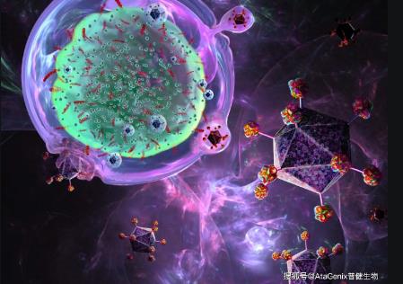 微生物烈性噬菌體一步生長曲線