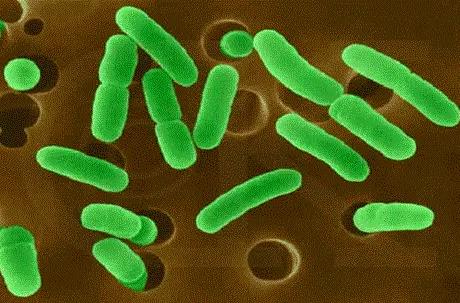 魯氏酵母重組菌株生長(zhǎng)曲線的測(cè)定及基因編輯系統(tǒng)構(gòu)建