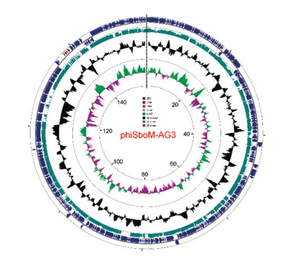 噬菌體ΦSboM-AG3的一步生長(zhǎng)曲線及29個(gè)志賀氏菌菌株上AG3的宿主范圍