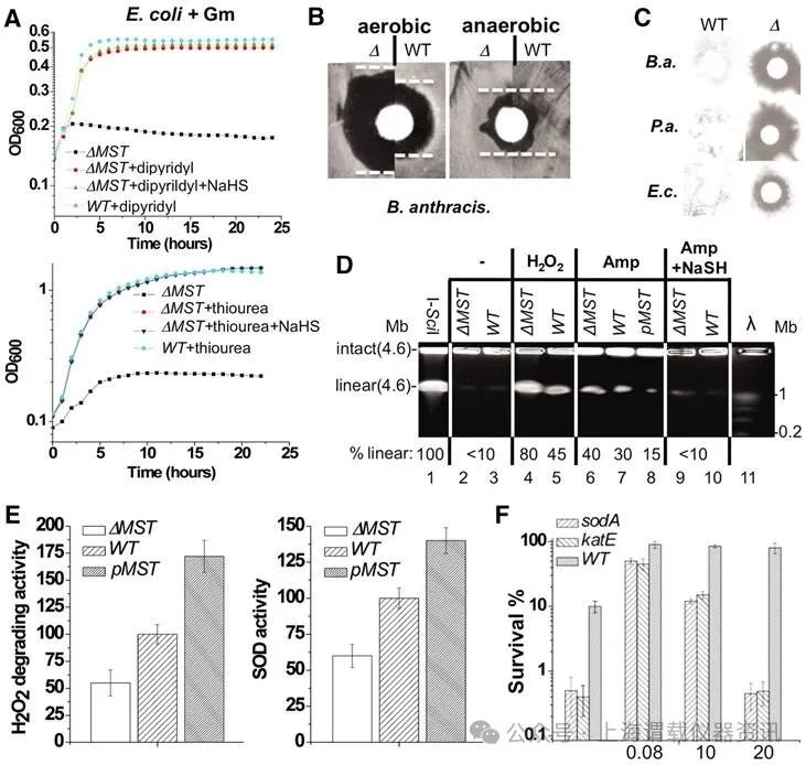 內(nèi)源性硫化氫對(duì)于抗生素的殺菌性能的抑制作用