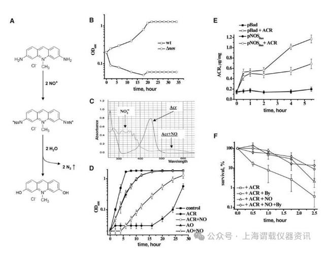 內(nèi)源性一氧化氮保護(hù)芽孢桿菌、炭疽桿菌抵抗廣泛的抗生素