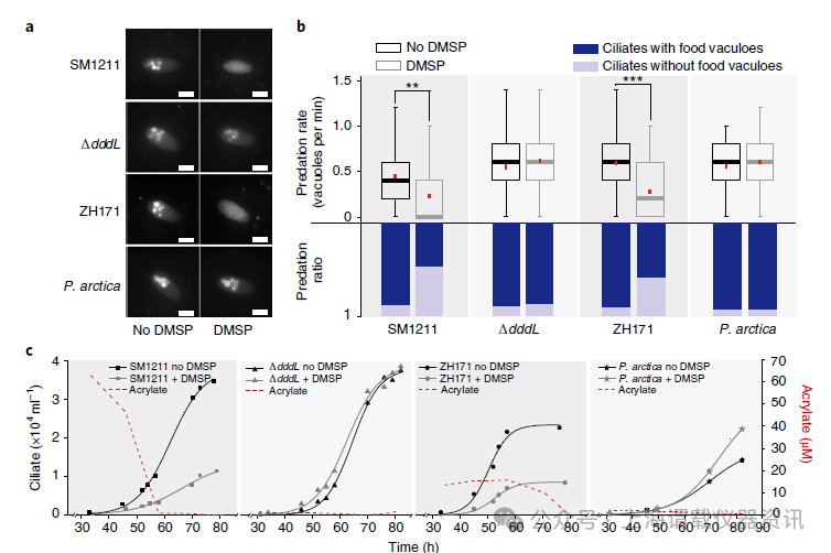 二甲基磺酰丙酸(DMSP)降解導(dǎo)致丙烯酸酯濃度上升，影響海洋細菌捕食偏好