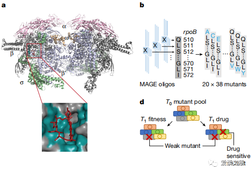 RNA聚合酶（RNAP）突變體影響福平（Rif）殺菌/抑菌效應(yīng)