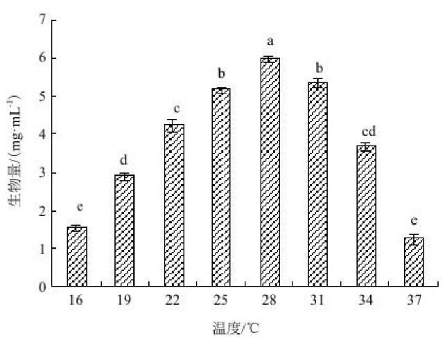 Act0988放線菌拮抗菌株的鑒定、培養(yǎng)條件與菌株生長關系、發(fā)酵工藝（二）