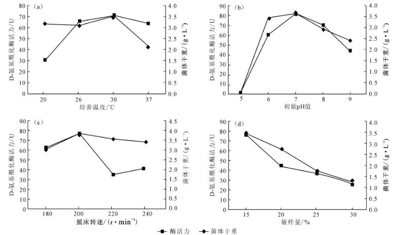 產(chǎn)D－氨基?；傅木旰Y選、鑒定及培養(yǎng)條件