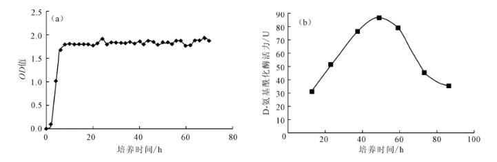 菌齡、碳、氮源對產(chǎn)D－氨基酰化酶的菌株A55生長及酶活力的影響