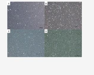 草魚腦組織的制備、培養(yǎng)條件及生長曲線繪制