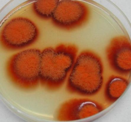 硫酸二乙酯、亞硝酸等多種誘變劑對(duì)洛伐他汀產(chǎn)生菌株紅曲霉致死率影響