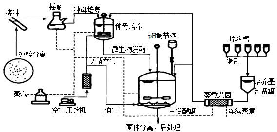 青霉菌的生長過程、發(fā)酵工藝流程