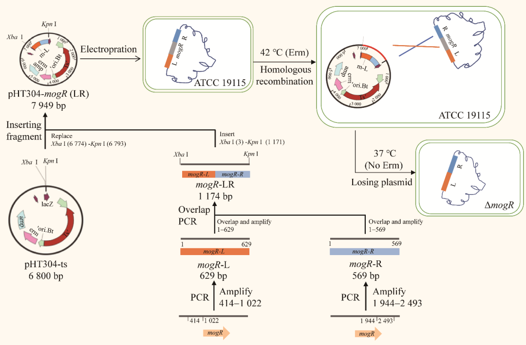 基于全自動生長曲線分析儀研究單增李斯特菌低溫生長機制（二）