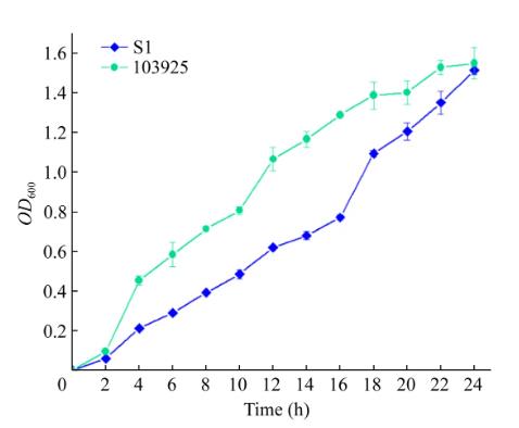 枯草芽孢桿菌S1對黃瓜白粉病的預防促生作用