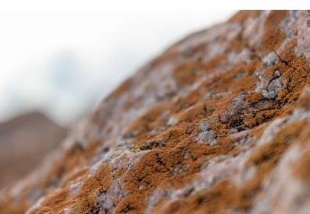 ?微生物合成HDMF的培養(yǎng)條件、影響因素