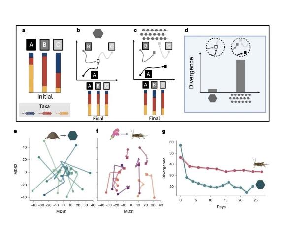 ?微生物群落的代謝與分化