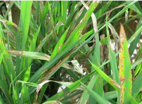 蜜環(huán)菌對稻瘟病菌菌絲生長的影響與抑制作用