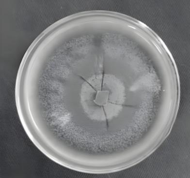 生防真菌生長特性與適宜培養(yǎng)條件【實驗】