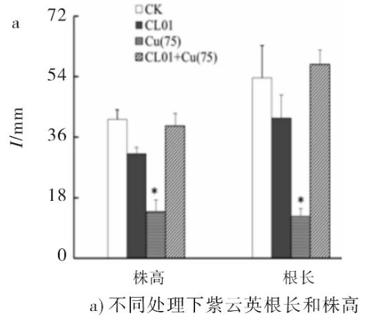 重金屬抗性菌CL01促進紫云英抵抗銅脅迫機理