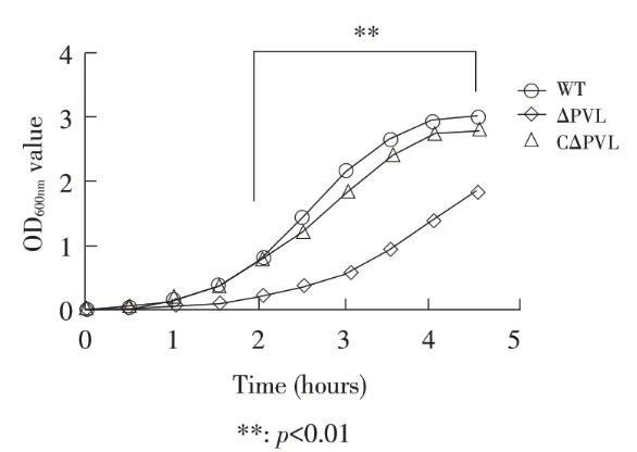 金黃色葡萄球菌株PVL基因敲除后生長曲線測定