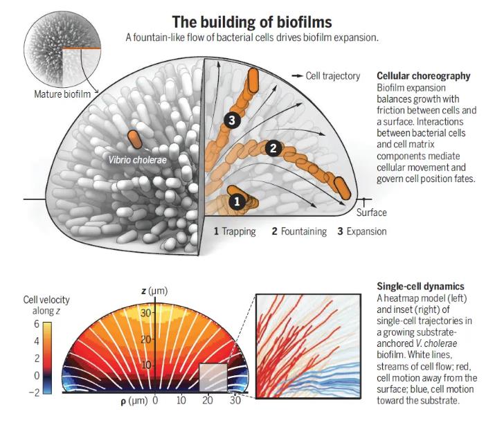 單個(gè)細(xì)胞的動(dòng)態(tài)如何驅(qū)動(dòng)生物膜的形成、結(jié)構(gòu)及發(fā)育