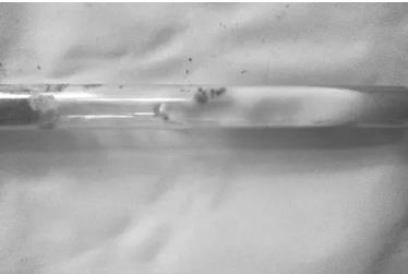 青梅菌母種菌絲的分離與純化、生長(zhǎng)速率及生長(zhǎng)影響因素