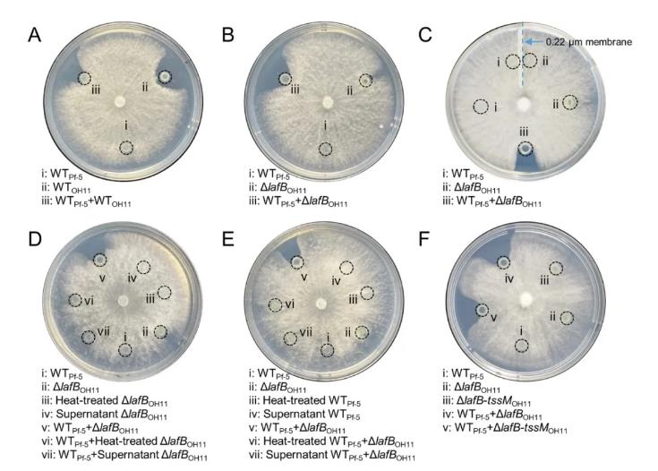 新的微生物種間和跨界相互作用模式——操控自身的抗真菌化合物抑制鄰近真菌的生長(zhǎng)