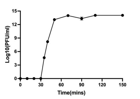 銅綠假單胞菌Pa021的分離及鑒定、一步生長(zhǎng)曲線(xiàn)、殺菌曲線(xiàn)繪制