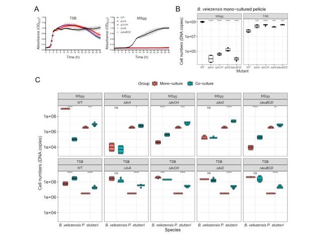 芽孢桿菌SQR9和施氏假單胞菌XL272共養(yǎng)合作，促進(jìn)植物健康
