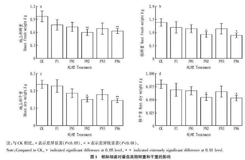 根際細(xì)菌對番茄幼苗根系及生長的影響、應(yīng)用潛力與風(fēng)險(xiǎn)（一）