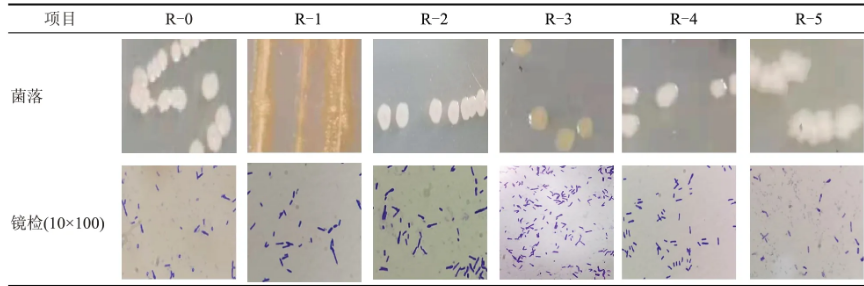 老窖泥篩選分離的6株乳酸利用菌培養(yǎng)、發(fā)酵性能、生長范圍（一）
