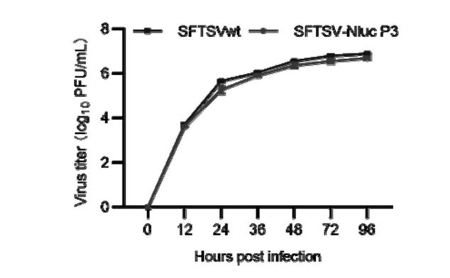 發(fā)熱伴血小板綜合征病毒生長曲線及重組鑒定