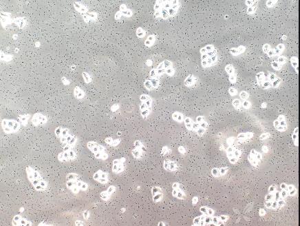 不同基礎(chǔ)液配方的牛支原體培養(yǎng)基中的生長曲線測定