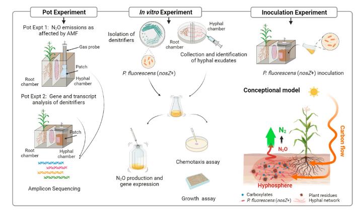 熒光假單胞菌JL1對菌絲分泌物生長反應(yīng)及對N2O排放的影響