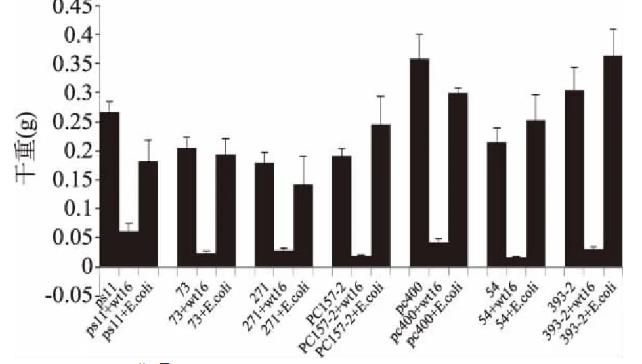 實(shí)驗(yàn)證明：非脫羧勒克菌wt16可抑制黃曲霉生長性及產(chǎn)毒（一）