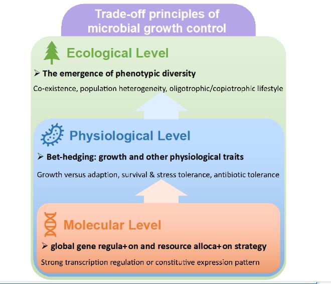 一個全新的細(xì)菌生長調(diào)控的權(quán)衡理論體系，與國際主流觀點(diǎn)有何不同