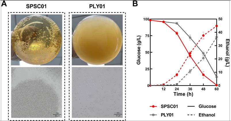 乙酸脅迫下酵母細(xì)胞絮凝提高酵母的應(yīng)激耐受性和高效的纖維素乙醇生產(chǎn)